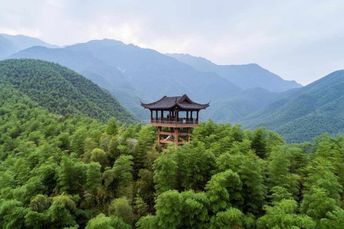 Anji China Bamboo Sea